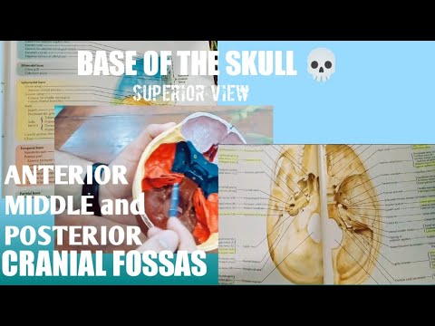 ALL THE THREE CRANIAL FOSSAS ||BASE OF THE SKULL SUPERIOR VIEW( 1/2 )