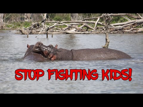 HIPPO FIGHT! - Mom-ma Hippo having NONE OF IT...