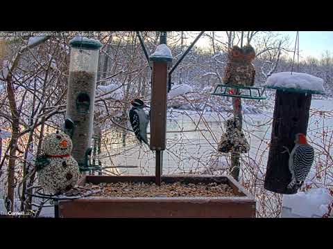 Woodpeckers Galore On Cornell Lab FeederWatch Cam – Dec. 3, 2019