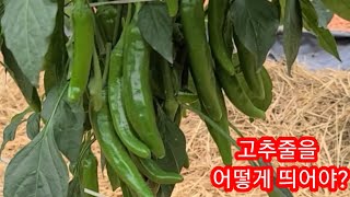 고추줄로 달리는 양과 키를 조절한다?~ 고추농사 잘짖는법,고추줄띄우기,작업,묶음,감기 주말농장텃밭