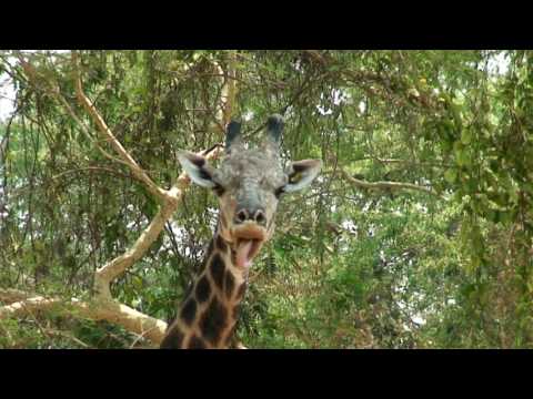 Lithuanian Lesson 21 - Giraffes - Žirafos