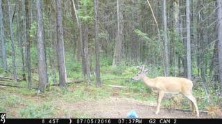 Cautious new buck