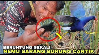 Download lagu BERUNTUNG TEPAT WAKTU, JUMPA SARANG BURUNG MANDAR DI ALAM PAS WAKTUNYA MENETAS mp3 Download lagu BERUNTUNG TEPAT WAKTU, JUMPA SARANG BURUNG MANDAR DI ALAM PAS WAKTUNYA MENETAS mp3
