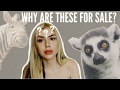 BUYING EXOTIC ANIMALS ONLINE (Weird Pet Trade Website)