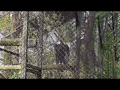 Kondor Wielki, samica (Andean Condor, female) ♀️