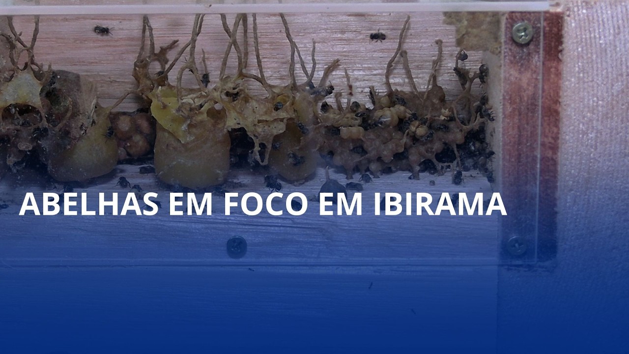 Ibirama recebe evento regional sobre abelhas neste sábado (22)