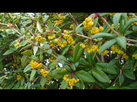 Liedboek van kerken 273 - Heer herinner U de namen - music version arrangement - JpHmusic