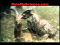 Cheetah Kills An Impala Rate My Science