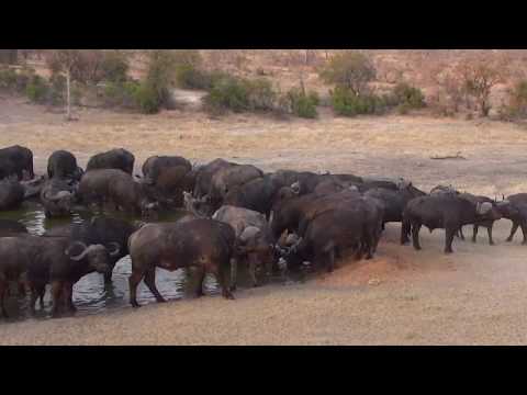 Djuma: Breeding herd of Buffalo-Pt:1 - 17:22- 09/17/18