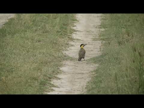 Carpintero Campestre (Colaptes campestris) baño de polvo - Santurce, Santa Fe 27/12/2025