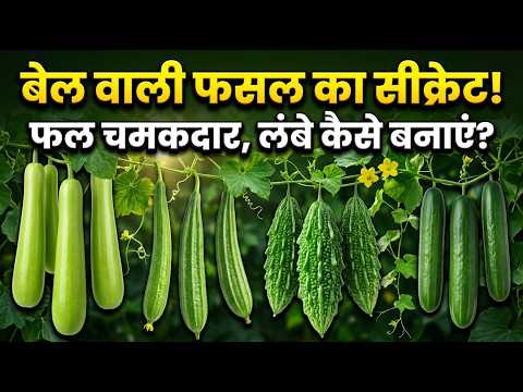 बेल वाली सब्जियों के फल सीधे, लंबे और चमकदार कैसे बनाएं? बोरॉन और कैल्शियम का जादुई स्प्रे.