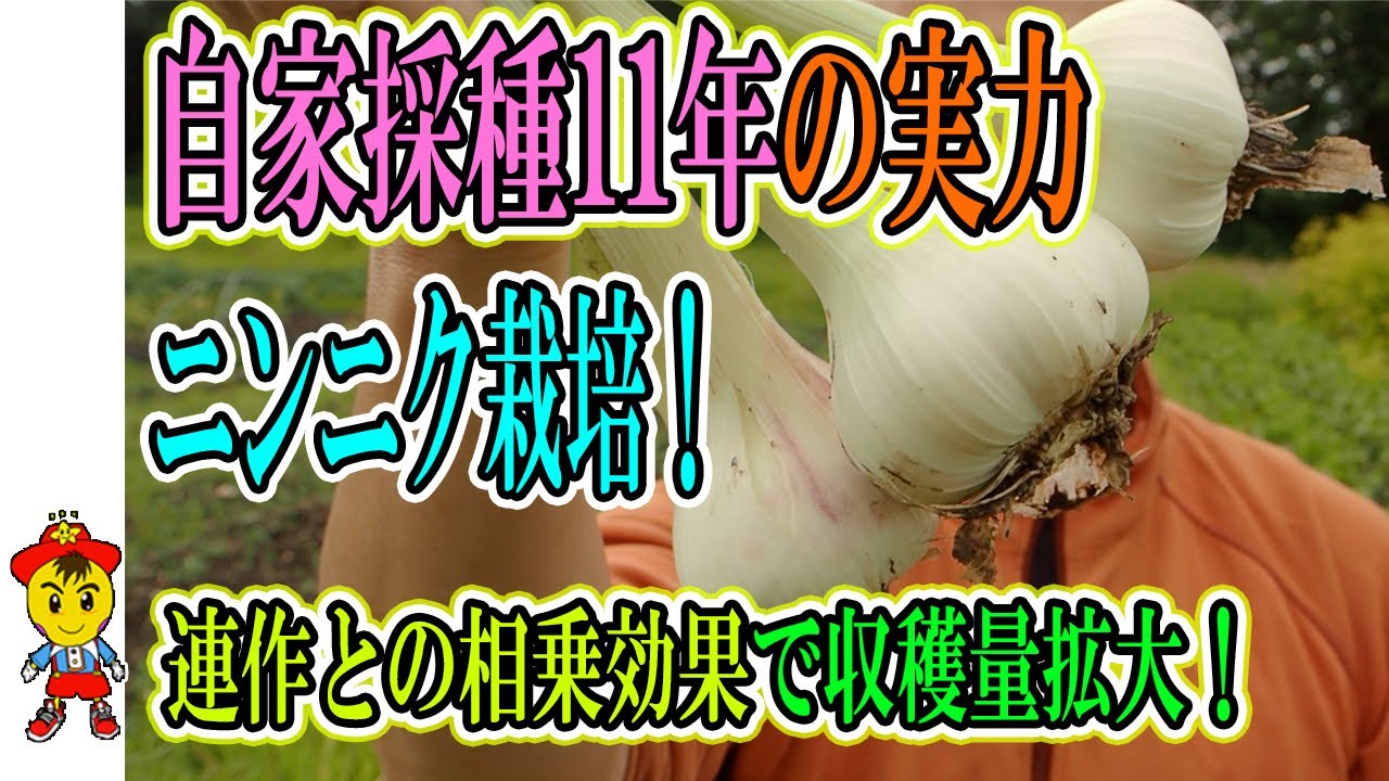 ニンニク自然栽培の検証と保存術