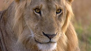 Lions | Weird Animal Searches | BBC Studios