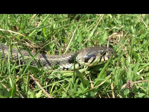 Gjarpëri ne Malësinë e Gollakut