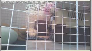 うさぎのきなちゃんライブ配信