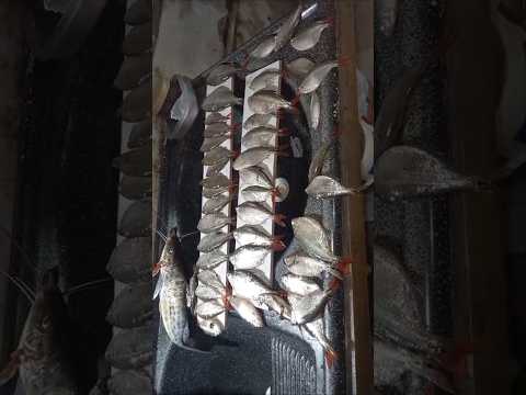 Fartura de peixes no Rio Verde em São Lourenço