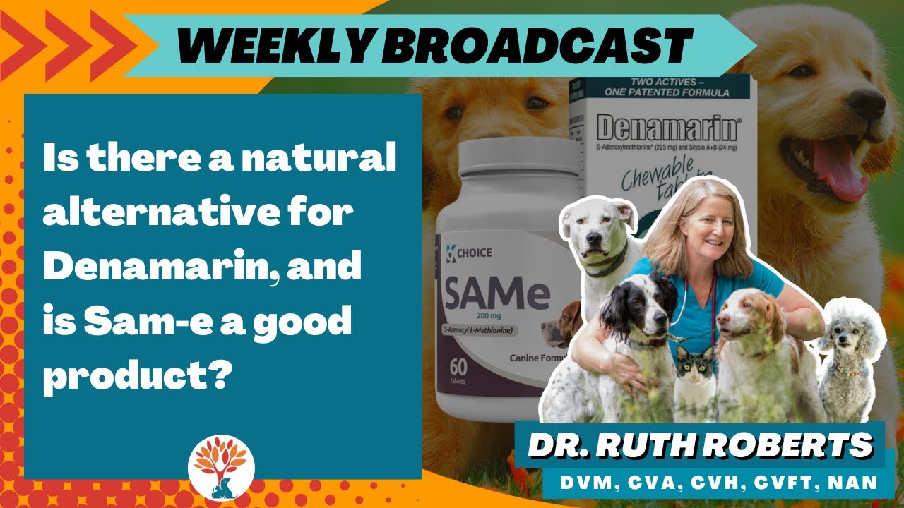 Is there a natural alternative for Denamarin, and is Sam-e a good product | iPet's Ally 11-08-21