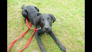 Charlie the 4 month old Labrador puppy - 4 Weeks Residential Dog Training