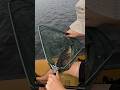Smallmouth Bass Caught In The Boundary Waters