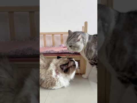 #cat Cats argue, no one will let anyone#catsoftiktok #cat #catvideo #cute #fyp #