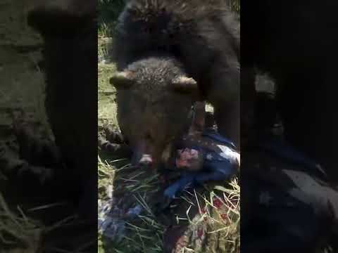 Bear attacks in this game are BRUTAL RDR2