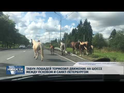 26.08.2019 / Табун лошадей тормозил движение на шоссе между Псковом и Петербургом