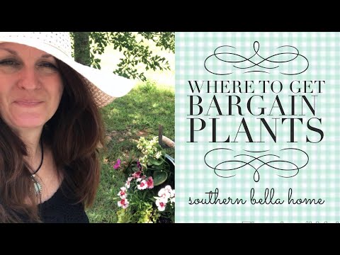 Where to get Bargain Plants...and then what!