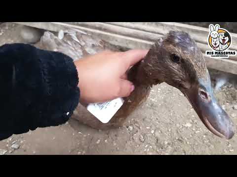 COMO CURAR a tu PATO si está ENFERMO y no puede CAMINAR 🦆😨🤔