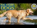 24 Hours The Best Anti-Anxiety Music for Dogs! Dog TV & Prevent Boredom and Anxiety of Dogs