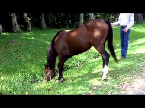 Desensitising Your Horse to Water Crossings & Ditches Desensitising Your Horse to Water Crossings & Ditches