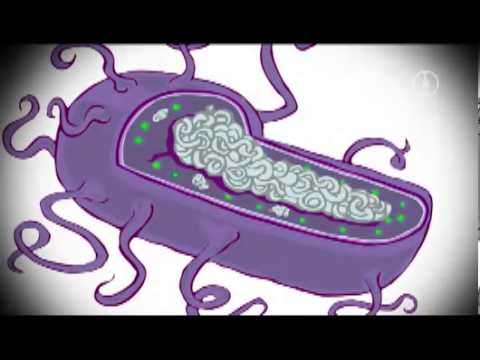 Ingwer Rezept von Prostatitis Ultraschall der Prostata TRUS