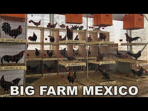 Kelso Cardena Lacy Roundhead Yellow Leg Hatch Leiper - Jose Adan Pacheco Rancho El Amarillo