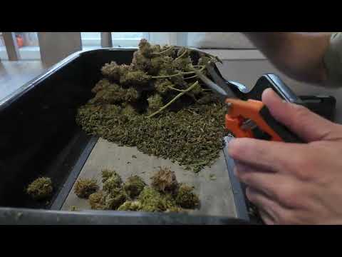 Harvest Time for Night Owl and Seedsman Seeds!