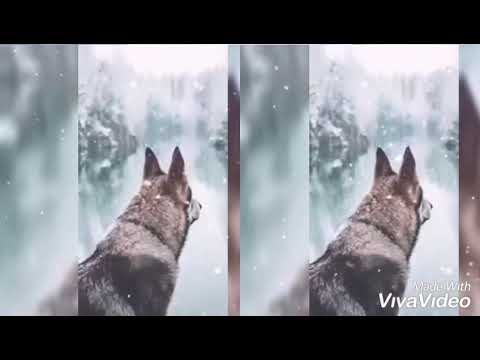 ROYAL BOZ & QURT YUSIBOV BIRLIK MARSI QARA BAG(1)