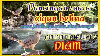 Download lagu Suara Cigun Betina memanggil jantan  // Ciblek gunung jantan mana yang tidak gacor dengar suara ini mp3