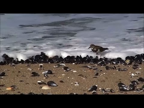 Relax - Turnstone birds on the beach near big rock in the sea with wind in the waves