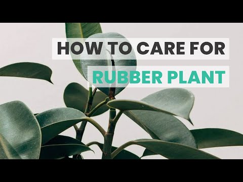 BEST TIPS | HOW TO CARE FOR RUBBER PLANT | FICUS ELASTICA CARE GUIDE