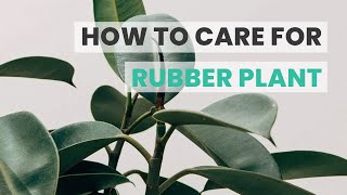 BEST TIPS | HOW TO CARE FOR RUBBER PLANT | FICUS ELASTICA CARE GUIDE