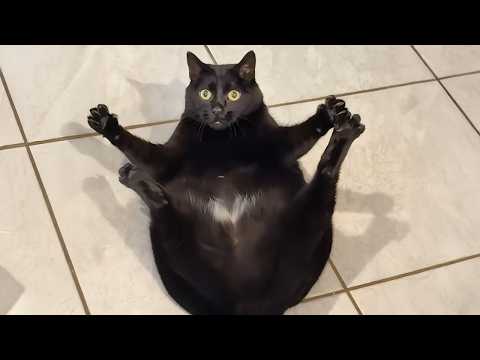 Cats Get Way Too Dramatic 😂 Best Funny Cat Videos 2025