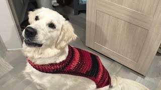 02/26/25 Georgie's Little "In Season" Outfit ®"• Crocheting for Georgie (Furniture SaverEdition!)