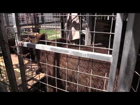 Grizzly Bear Move In The GW Zoo Pt1 (Joe Exotic TV)