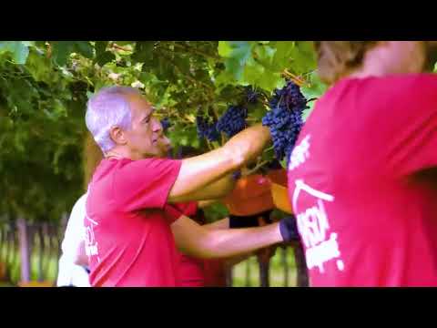 How to produce millions of vines - Grape Seedlings Production - Harvesting and processing grape