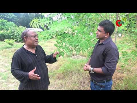 বারো মাসি সজিনা (Moringa)- the miracle tree-সুপার ফুড