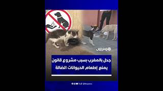 "تجريم للرحمة" أم حماية للمجتمع؟.. مشروع قانون يمنع إطعام الحيوانات الضالة يثير جدلا واسعا بالمغرب thumbnail