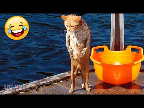 Cats Vs Water | Funny CAT Videos | Just Fun