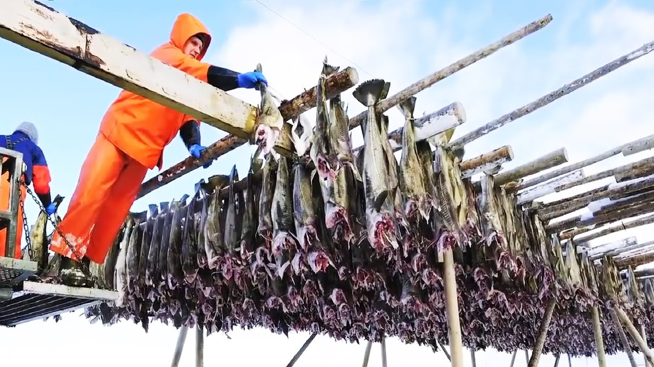 Watch Amazing Codfish Fishing Vessel - Salted Cod Processing in Factory - Catch Hundreds Tons Cod Fish Now Amazing Codfish Fishing Vessel - Salted Cod Processing in Factory - Catch Hundreds Tons Cod Fish