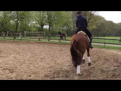 Royal Classic x Rotspon