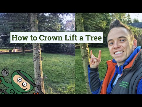 How to Crown Lift a Tree: stopping a tree from shading your house