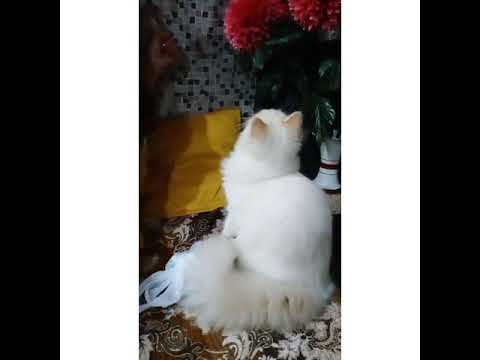 cat reaction to playing balloon...💖cute simba 🐈
