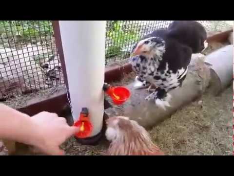 Pvc waterer for chickens with fishing float level indicator